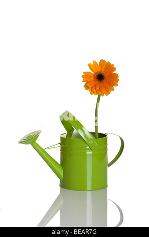 Green watering can with a flower isolated on white Stock Photo