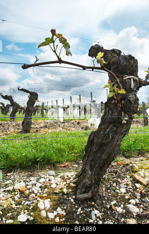 merlot 35 year old vine sandy gravelly soil chateau la garde pessac leognan graves bordeaux france Stock Photo