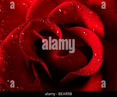 Beautiful red rose with water drops. Close-up shot Stock Photo - Alamy