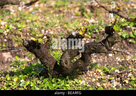 semillon gobelet pallise old vine sandy gravelly soil vineyard chateau d'yquem sauternes bordeaux france Stock Photo