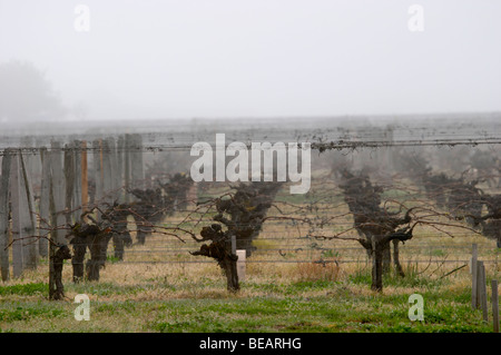 guyot double training vineyard fog ch gd barrail lamarzelle figeac saint emilion bordeaux france Stock Photo