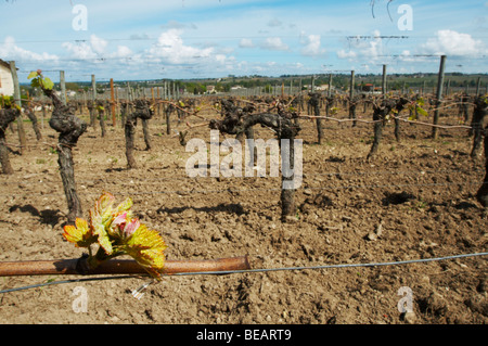 guyot double training with bud ch moulin du cadet saint emilion bordeaux france Stock Photo