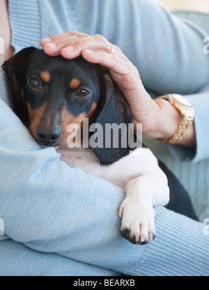 Close up of woman holding dachshund Stock Photo