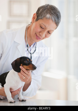 Chinese veterinarian examining dachshund Stock Photo