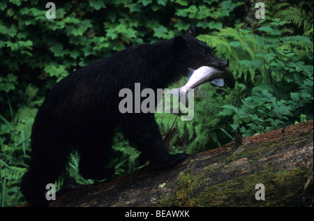 Black Bear Carrying a Salmon up a log, Anan Creek, Southeast Alaska Stock Photo