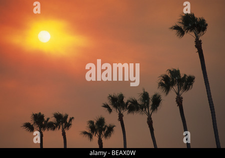 Sun through smoke filled sky and Palm Trees, La Jolla, California Stock Photo