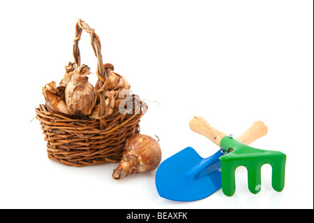 Daffodils flower bulbs in little basket with gardening tools Stock Photo