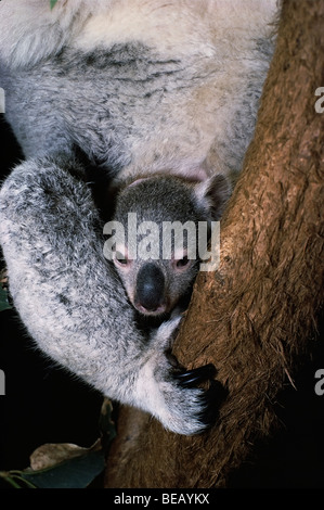 Baby koala Stock Photo