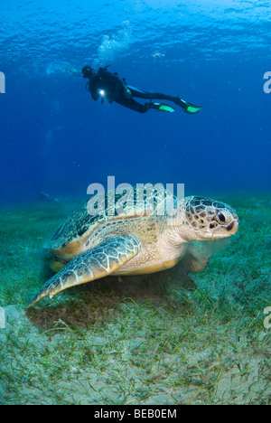 Green Sea Turtle, chelonia mydas, Abu Dabbab, Marsa Alam, Red Sea, Egypt