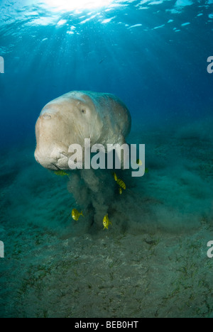 Dugong or  Sea Cow swimming up to the surface to breathe. Gnathanodon Speciosus, Egypt, Red Sea, Indian Ocean Stock Photo