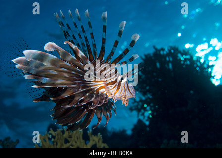 Common lionfish, Marsa Alam, Red Sea Stock Photo