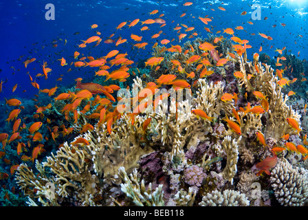 Sunrise on the fire coral reef with shoal of anthias. Stock Photo
