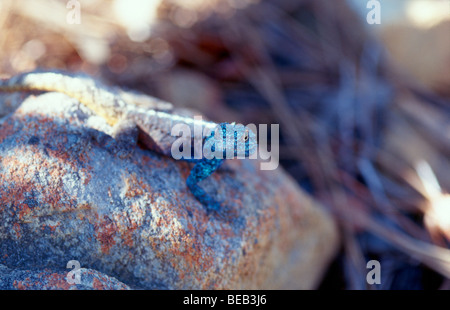 Blue headed tree agama lizard (Acanthocerus Atricollis) in southern South Africa Stock Photo