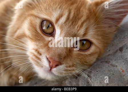 Ginger cat, cat, whiskers, yellow eyes, lion, lions head, lion pose, pink nose, ginger, regal cat, cats eyes, cat eyes, close-up Stock Photo