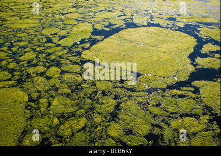 Algae bloom on water in Cardiff Bay South Wales UK Stock Photo