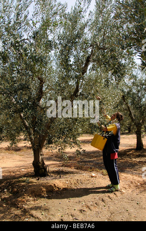Picking olives at harvest time in Olinthos Chalkidiki northern Greece Stock Photo