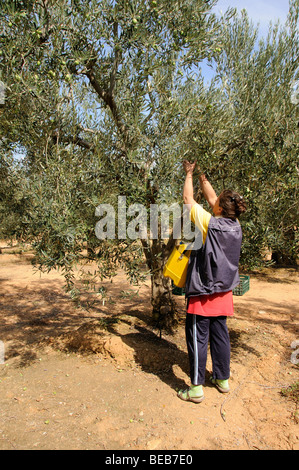 Picking olives at harvest time in Olinthos Chalkidiki northern Greece Stock Photo