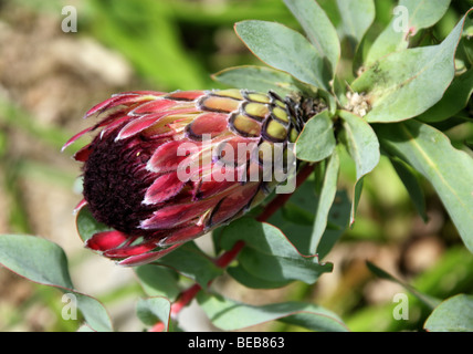 Duchess Protea, Ray-Flowered Protea or Broad-leaved Sugarbush, Protea eximia, Proteaceae, Cape Province, South Africa. Stock Photo
