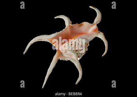 Chiragra Spider Conch. Scientific name: Lambis Chiragra. Stock Photo