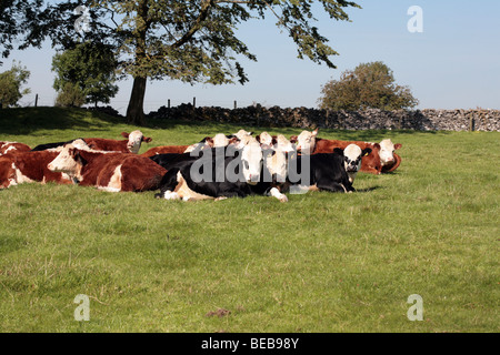 A herd of Beef Cattle lying in a field near Monsal Dale Derbyshire England Stock Photo
