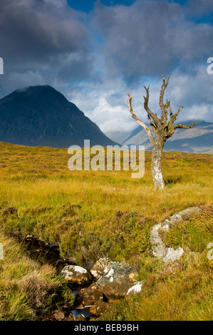 A solitary tree now dead, stands like a lone sentinel on the Moorland at Kingshouse, Glencoe.    SCO 5341 Stock Photo