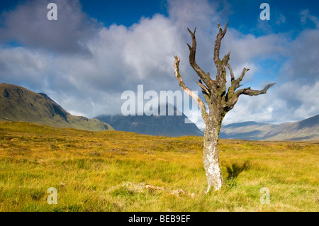 A solitary tree now dead, stands like a lone sentinel on the Moorland at Kingshouse, Glencoe.   SCO 5342 Stock Photo