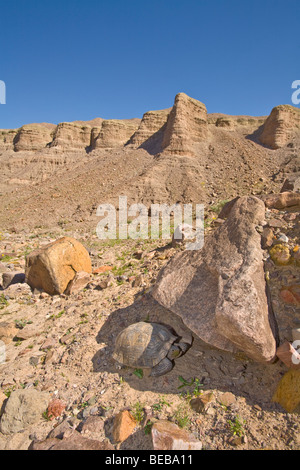 Desert tortoise, Gopherus agassizii, in shade at burrow entrance in Mojave Desert near Afton Canyon, BLM lands, California, USA Stock Photo