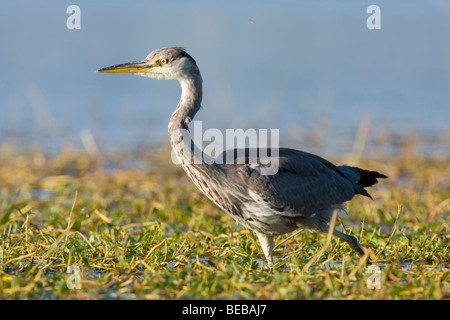 Grey Heron wading through vegetation Stock Photo