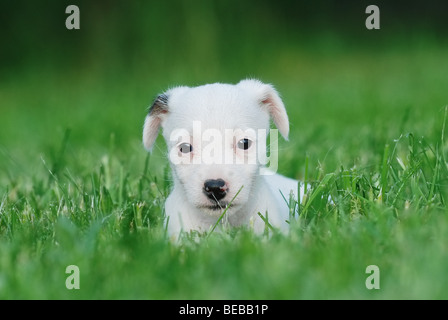 Jack Russell Terrier puppy Stock Photo