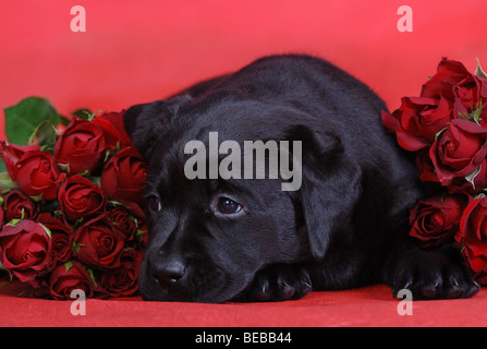 Black labrador retriever puppy with red roses on the rad background Stock Photo