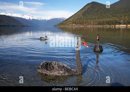 Black Swans ( Cygnus atratus ), Lake Rotoroa, Nelson Lakes National Park, Tasman District, South Island, New Zealand Stock Photo