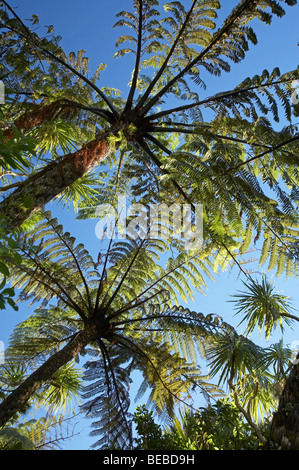 Mamaku Tree Ferns, Punakaiki, Paparoa National Park, West Coast, South Island, New Zealand Stock Photo