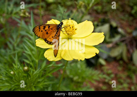 Butterfly sitting on a yellow flower Stock Photo