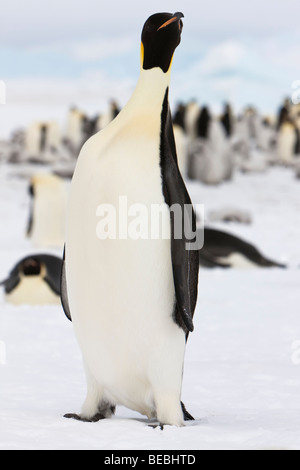 Close up from low angle Adult Emperor penguin standing tall on snow ice stretching neck to look, eye contact, breeding colony background, Antarctica Stock Photo