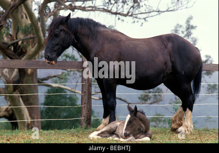 Shire Horse Mare and Foal The Ceders Kangaroo Valley New South Wales Australia Stock Photo