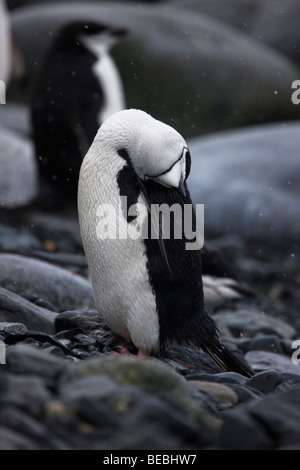 Cute chinstrap penguin sleeping standing on rocky beach in snow storm, head laid over on back Half Moon bay Antarctica