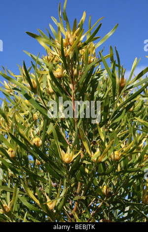 Conebush Leucadendron eucalyptifolium, Western Cape, South Africa Stock Photo