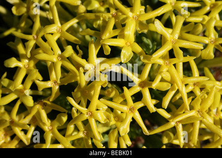 Yellow Flowers Of Gnidia caffra Taken In Malolotja National Park Swaziland Stock Photo