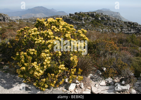 Spicy Conebush Leucadendron tinctum On Table Mountain, Cape Town, South Africa Stock Photo