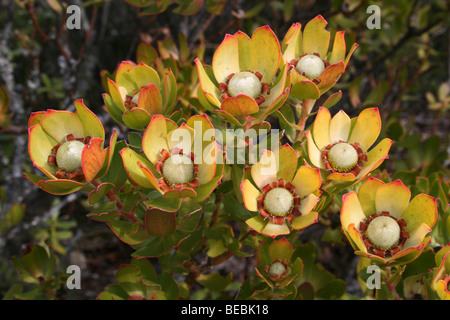 Spicy Conebush Leucadendron tinctum On Table Mountain, Cape Town, South Africa Stock Photo