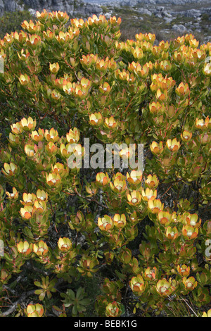 Spicy Conebush Leucadendron tinctum On Table Mountain, Cape Town, South Africa Stock Photo