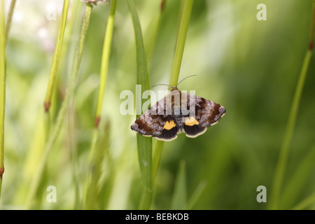 Small Yellow Underwing, Panemeria tenebtata in grass Stock Photo