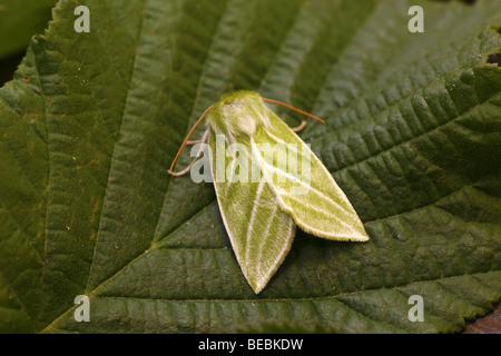 Green Silver-lines, Pseudoips prasinana Stock Photo