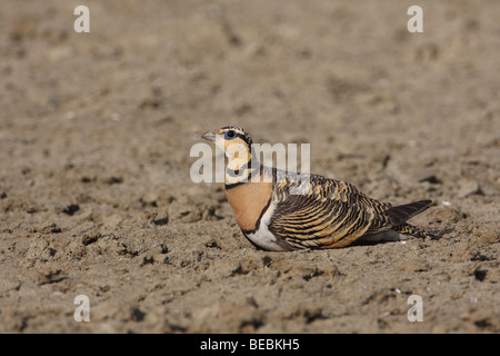 Pin-tailed Sandgrouse, Pterocles alchata female Stock Photo