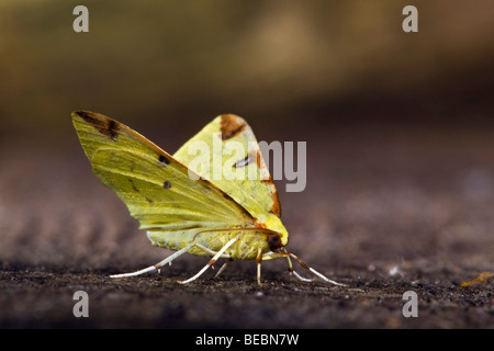 brimstone moth; Opisthograptis luteolata; Stock Photo
