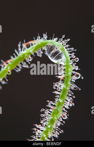Water droplets on a stem Stock Photo - Alamy