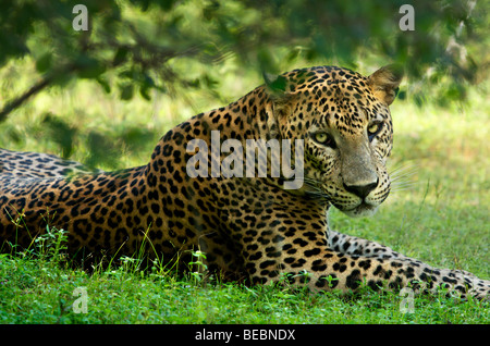 Leopard in Yala National park Sri Lanka Stock Photo