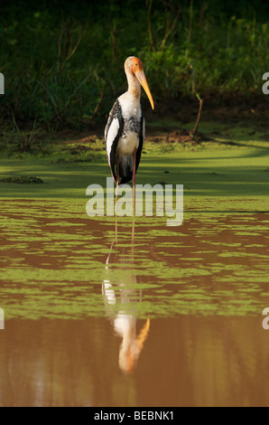 Painted stork (Mysteria leucocephala) Sri Lanka Stock Photo