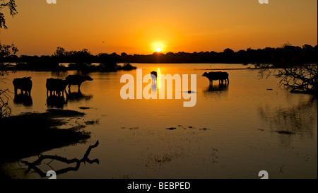 Sunrise in the Yala National Park Sri Lanka