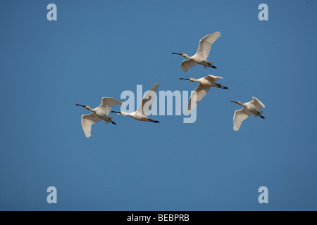 Spoonbills Platalea leucorodia in flight  September Stock Photo